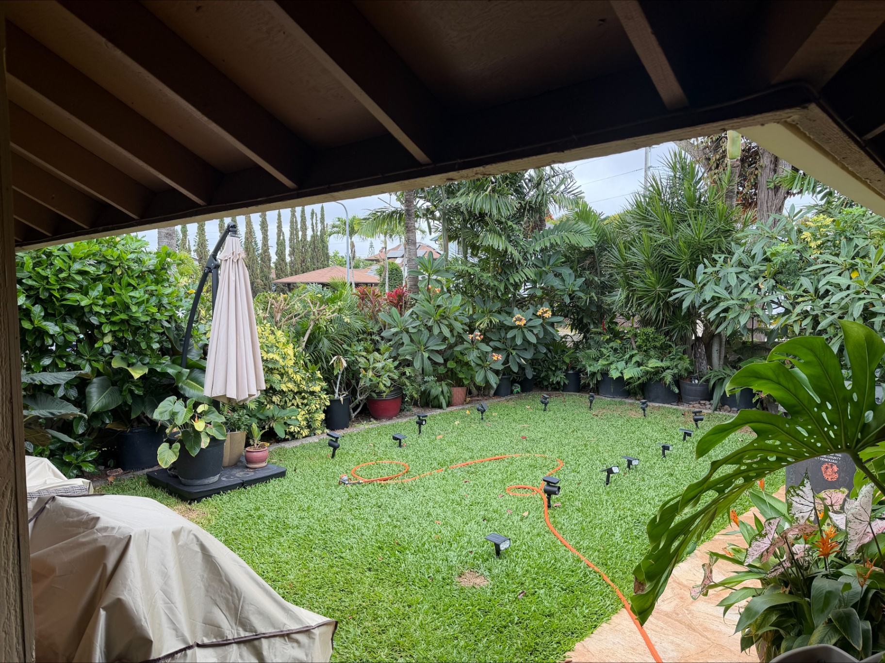 Backyard lawn surrounded by tropical plants and palms